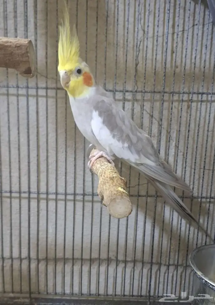 (تم البيع) ذكر كروان هولندي منتج شرررط 0