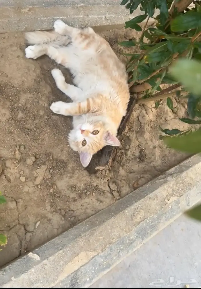 قط ل التبني خميس مشيط شيرازي 0