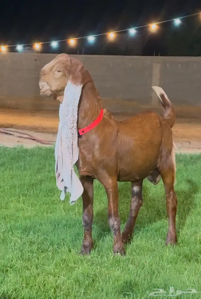 جفر هولندي مشروع فحل خصم لون جميل 0