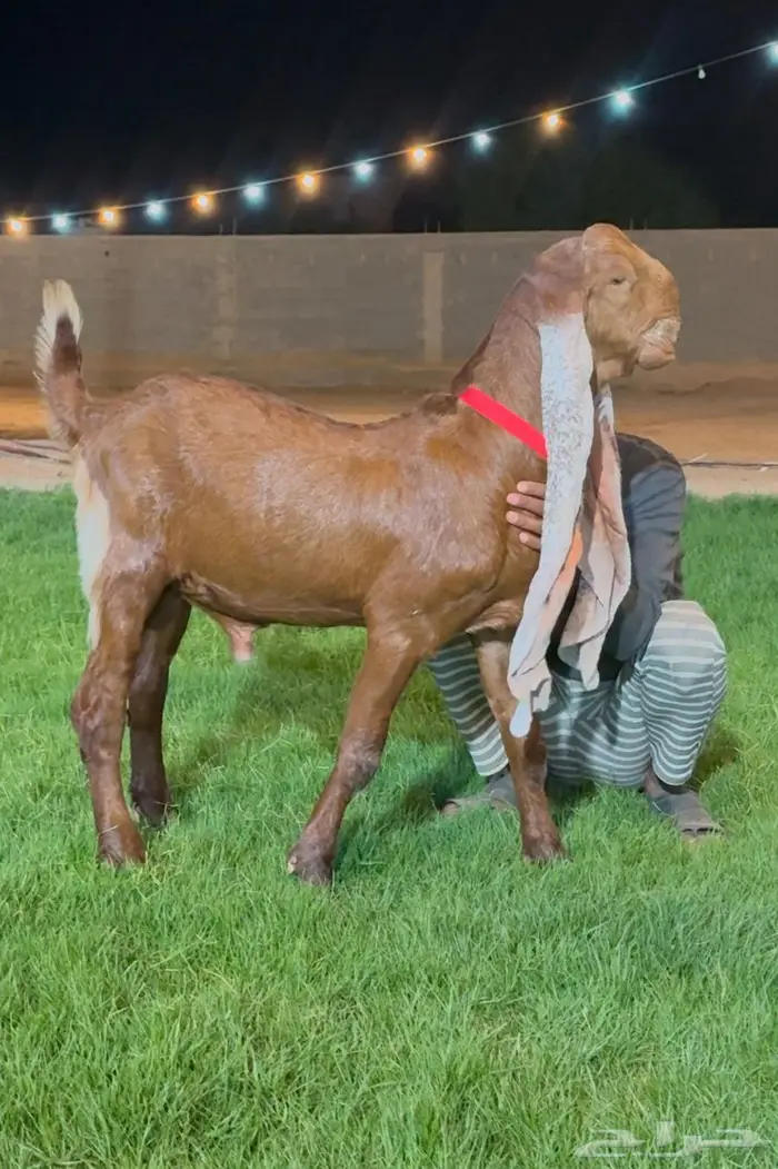جفر هولندي مشروع فحل خصم لون جميل 2