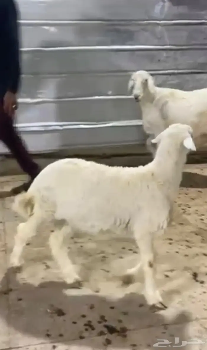 رخل حريه صنف 0