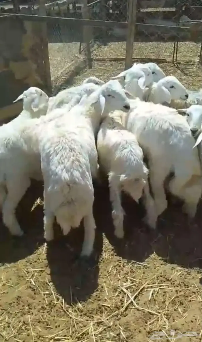 عدد 9خرفان حري 0
