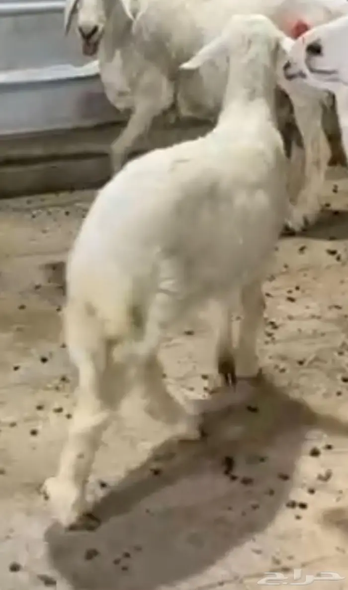 رخل حريه صنف 1