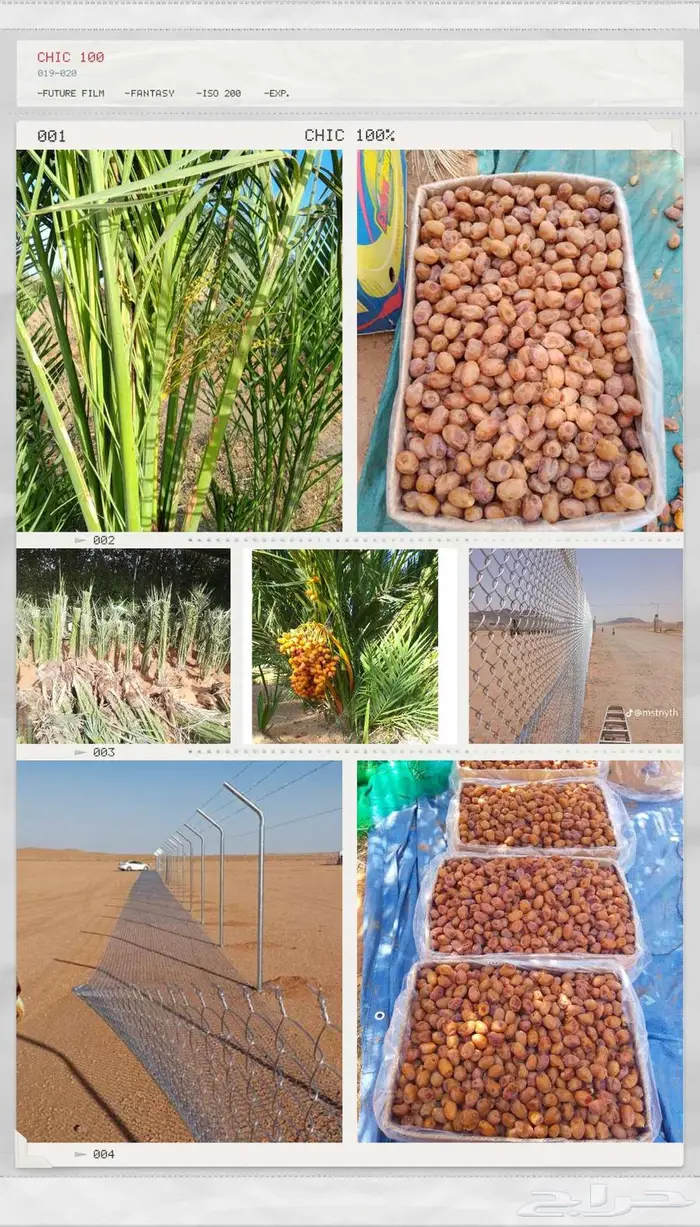شقراء 0