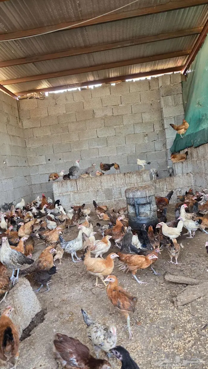 صوص فروخ دجاج بلدي وفيومي العمر فوق الشهرين 0
