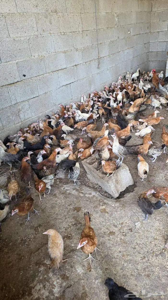 صوص فروخ دجاج بلدي وفيومي العمر فوق الشهرين 1