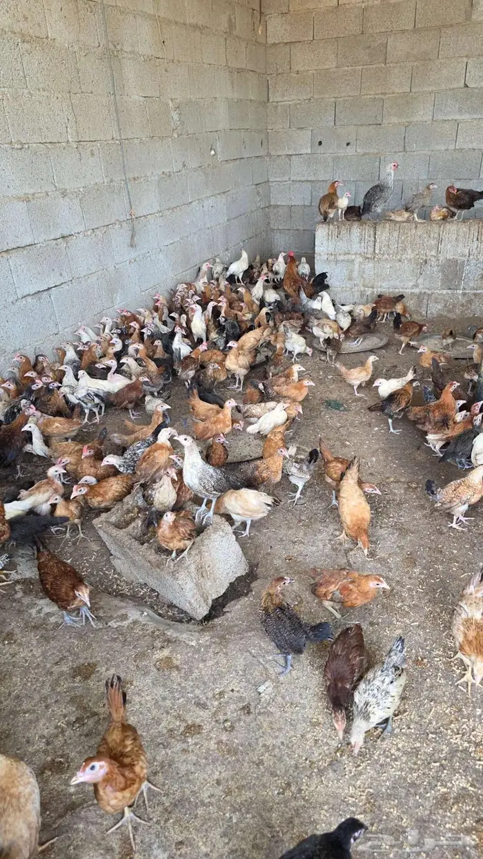 صوص فروخ دجاج بلدي وفيومي العمر فوق الشهرين 2