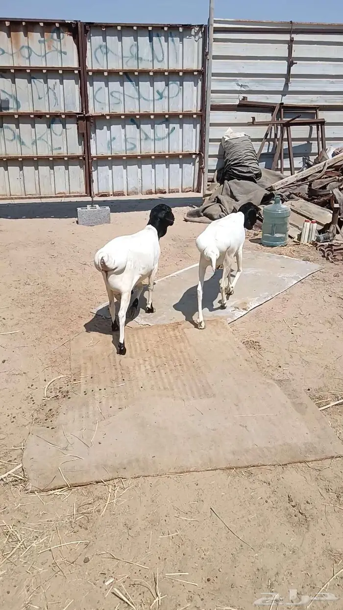 خرفان برابر مطعومه اسمان فل بالأحساء 2