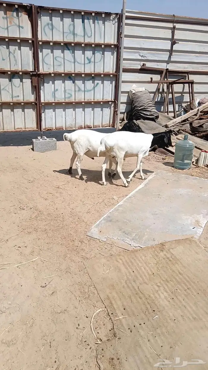 خرفان برابر مطعومه اسمان فل بالأحساء 1