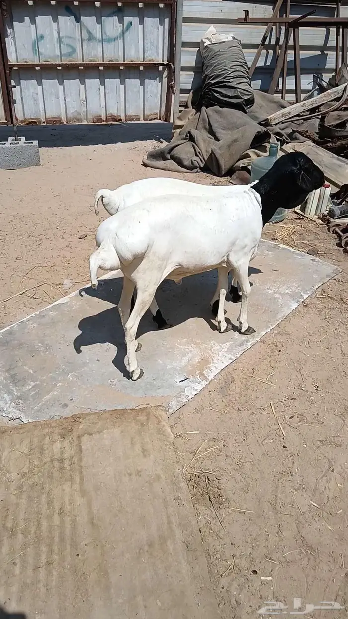 خرفان برابر مطعومه اسمان فل بالأحساء 0
