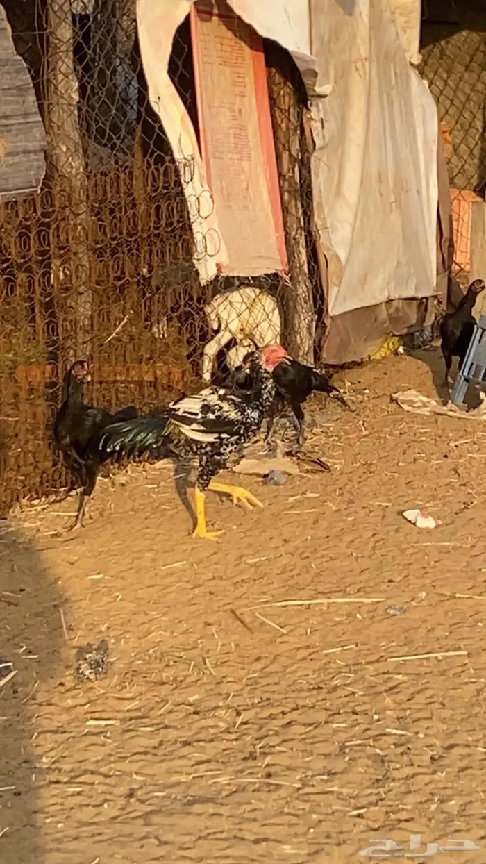 اثنين مداييك باكستاني سندي اصيل 0