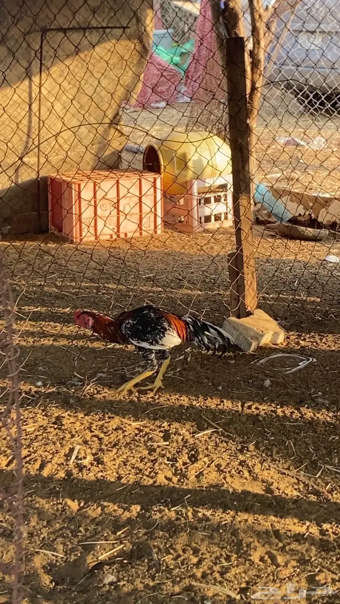 اثنين مداييك باكستاني سندي اصيل 4