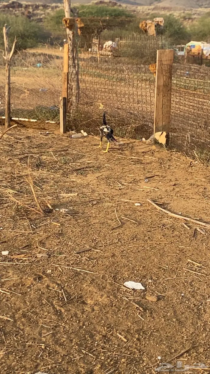 اثنين مداييك باكستاني سندي اصيل 2