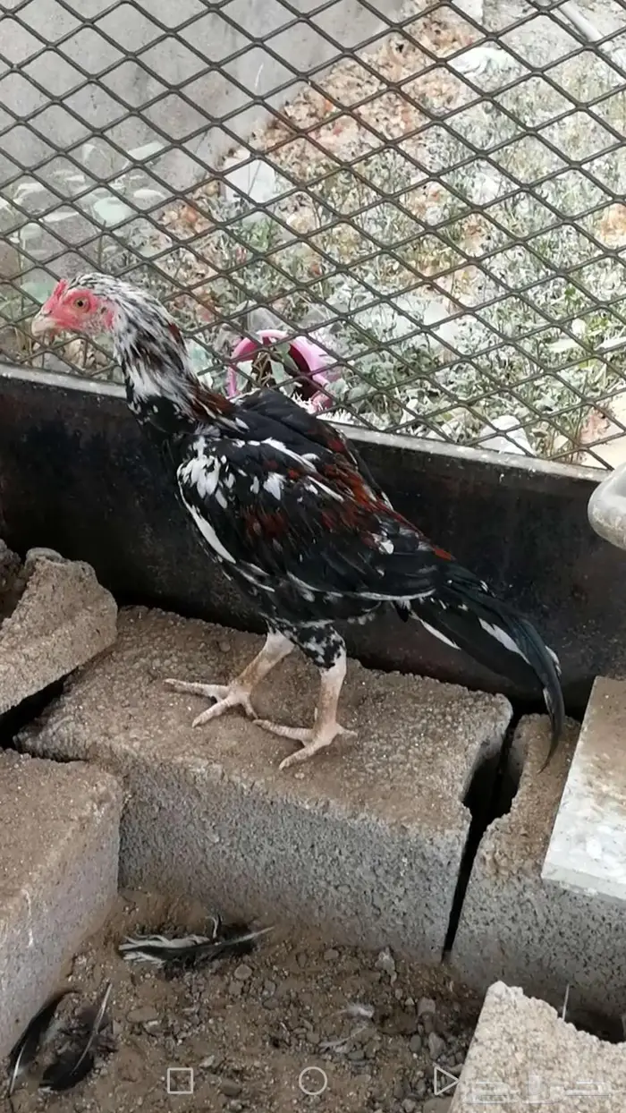 ديك ميوالي بيور 0
