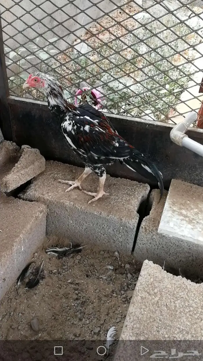 ديك ميوالي بيور 1