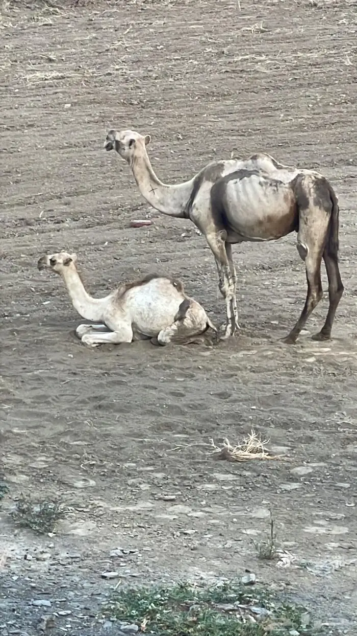 شمال محايل 1