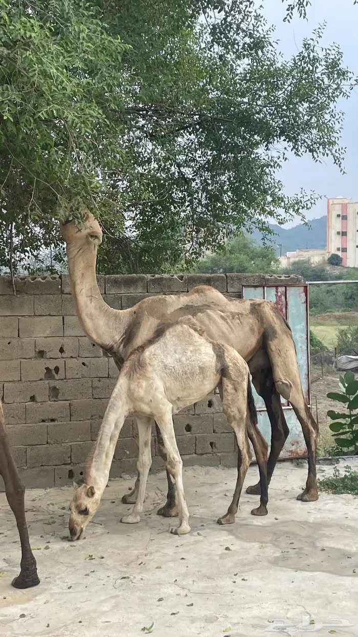 شمال محايل 0