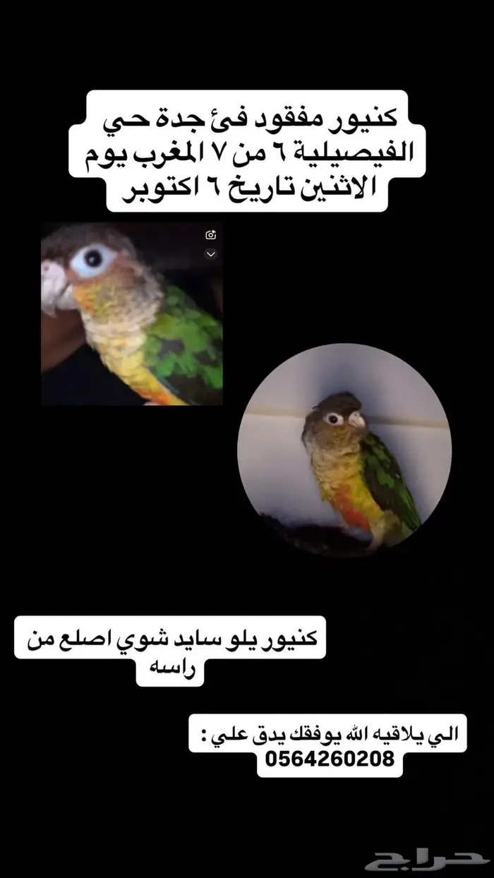 كنيور يلو سايد مفقود (ضايع ) في جدة 0