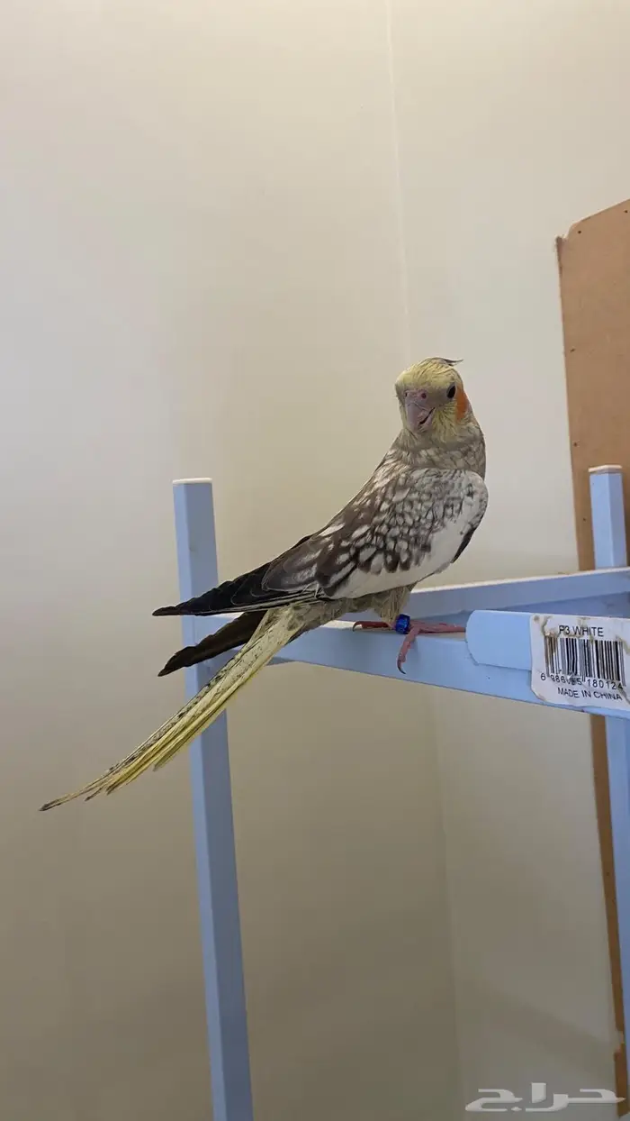 انثى كروان اليفه (( تم البيع )) 0