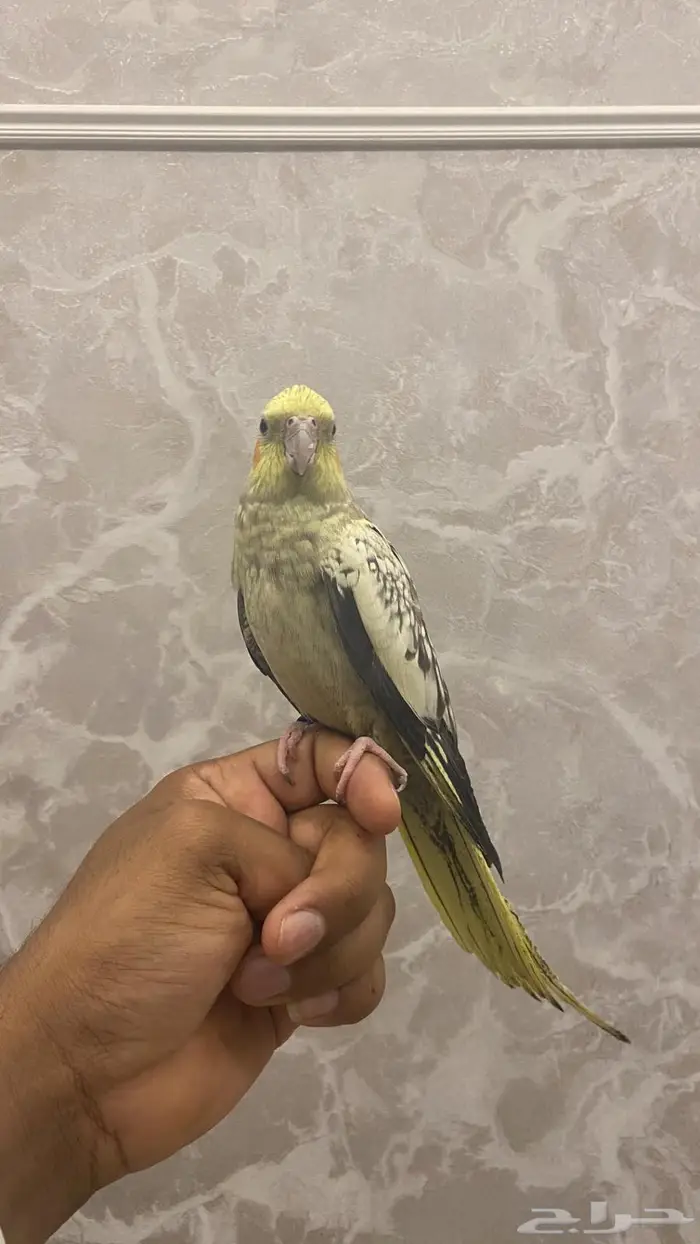 انثى كروان اليفه (( تم البيع )) 1