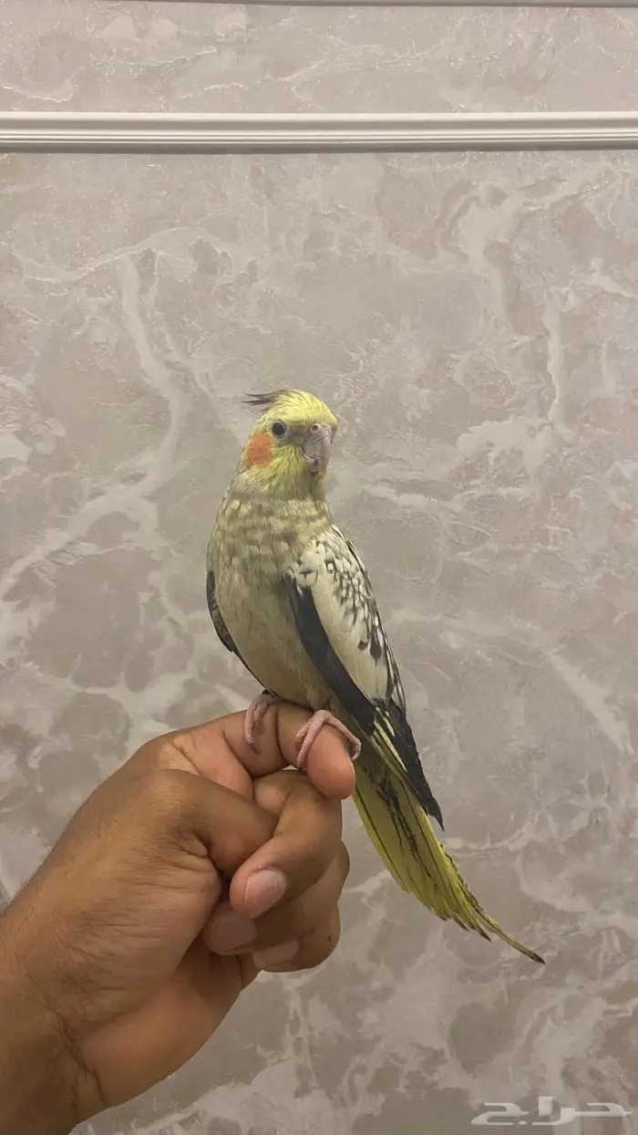 انثى كروان اليفه (( تم البيع )) 3