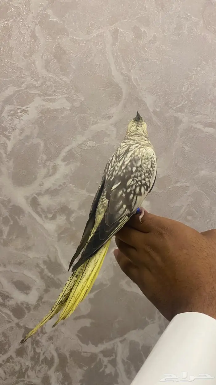 انثى كروان اليفه (( تم البيع )) 2