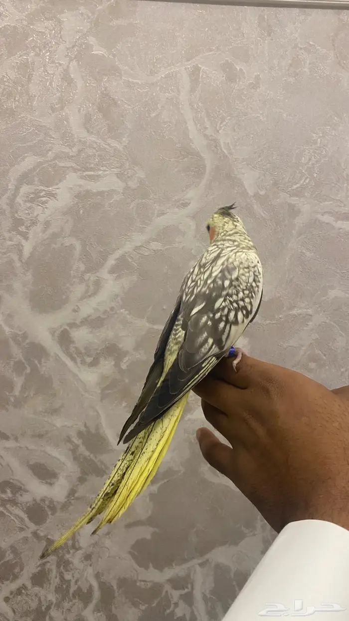 انثى كروان اليفه (( تم البيع )) 4