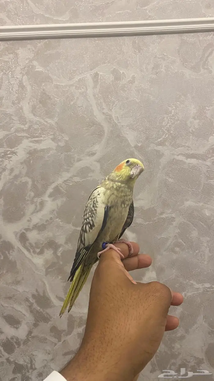 انثى كروان اليفه (( تم البيع )) 5