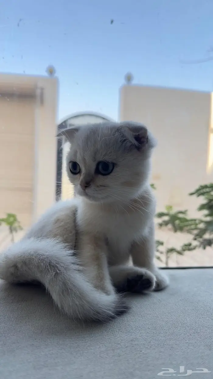 سكوتش فولد بيور 100 1