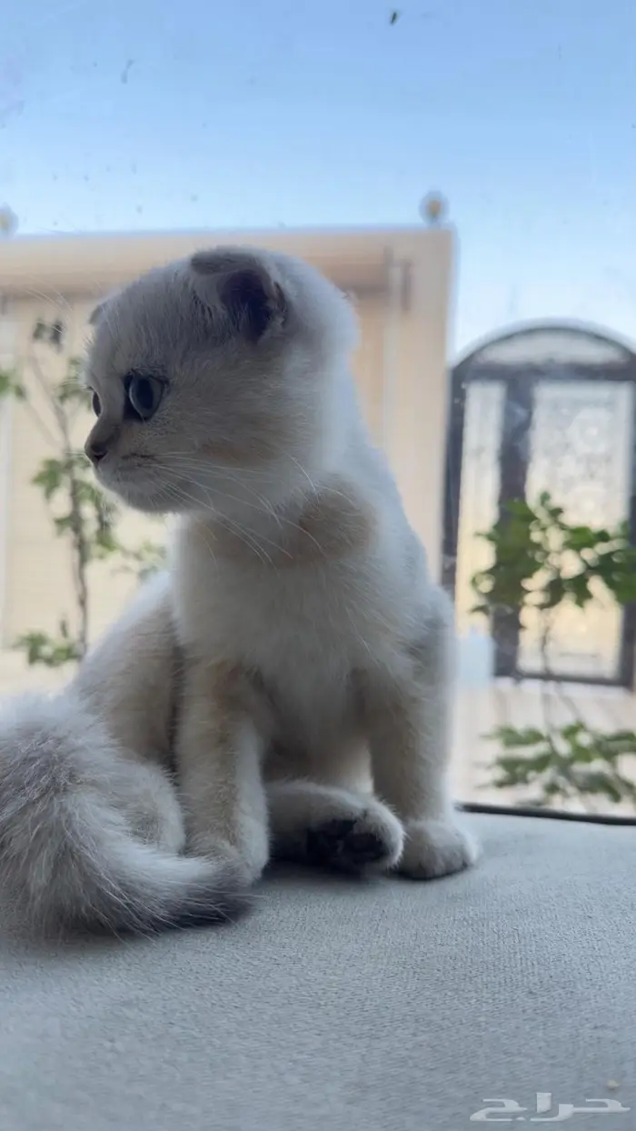 سكوتش فولد بيور 100 2