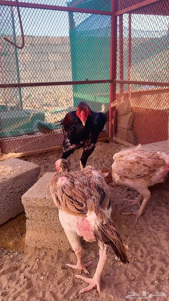 طقم شامو ياباني مستوى طيب ديك وثلاث اناث 0