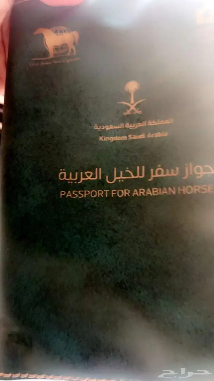 حصان عربي سرعه 0