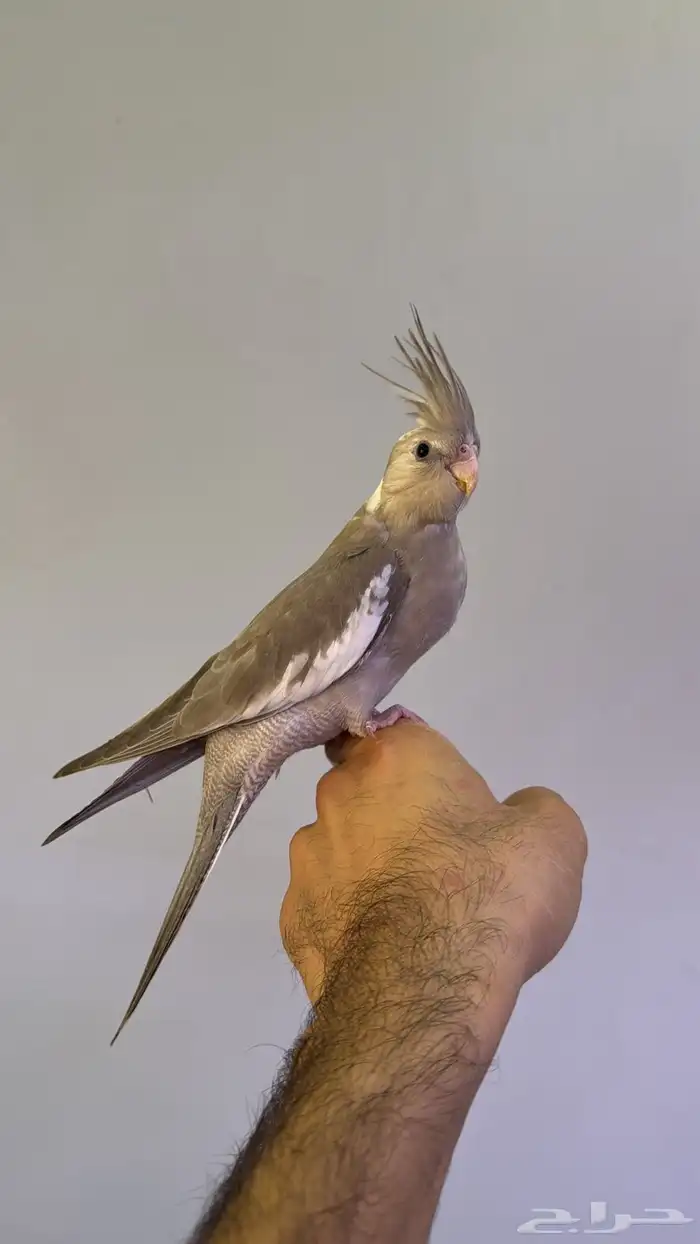 كروان اليف 2