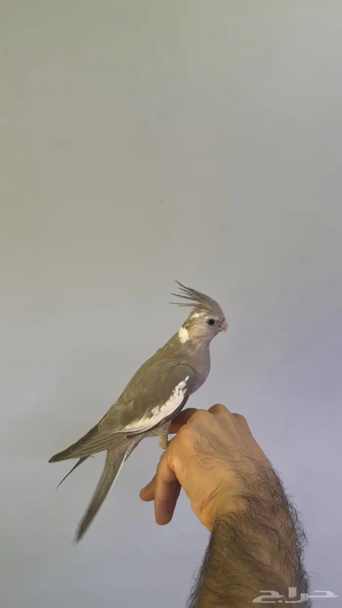 كروان اليف 0