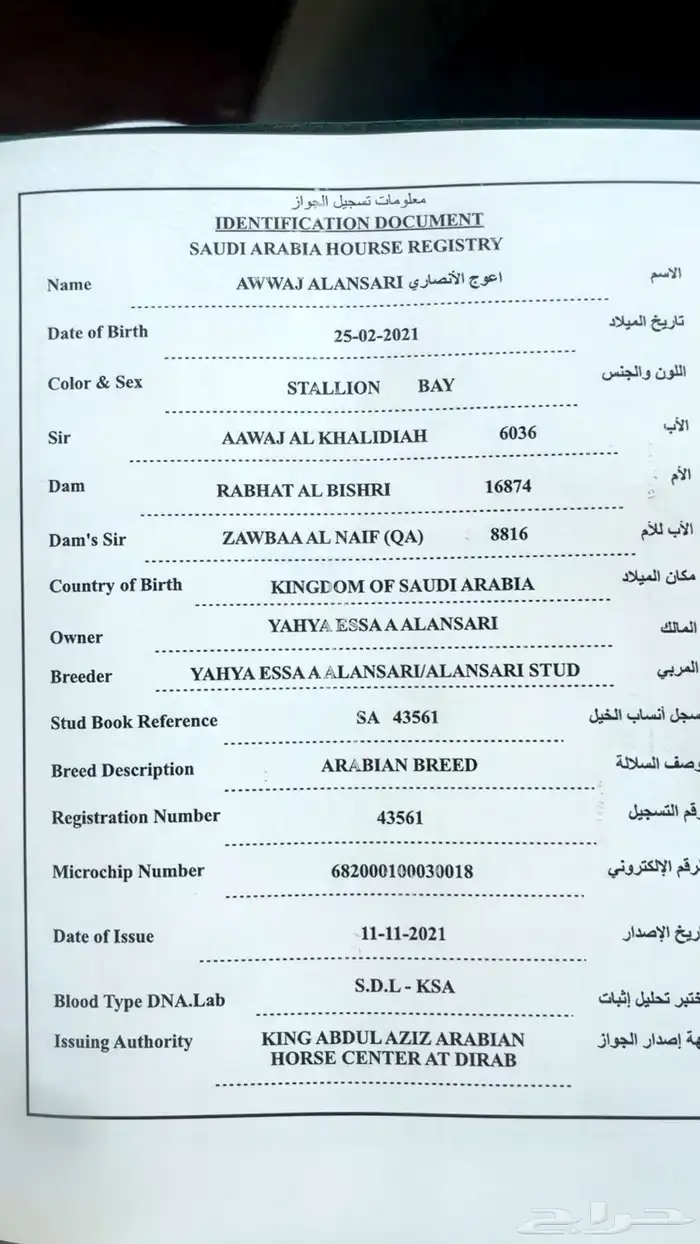 حصان عربي سرعه 1