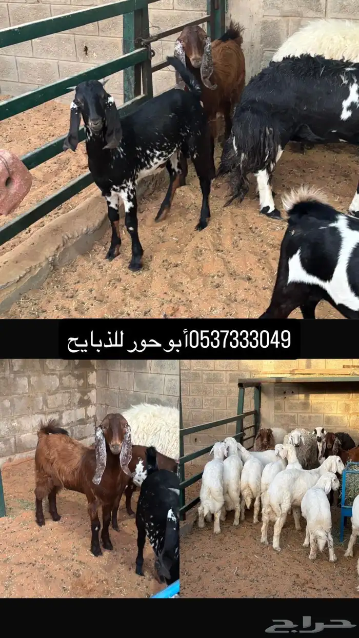 ذبايح مقفله شحم ونظافه سوق الجربوع 0
