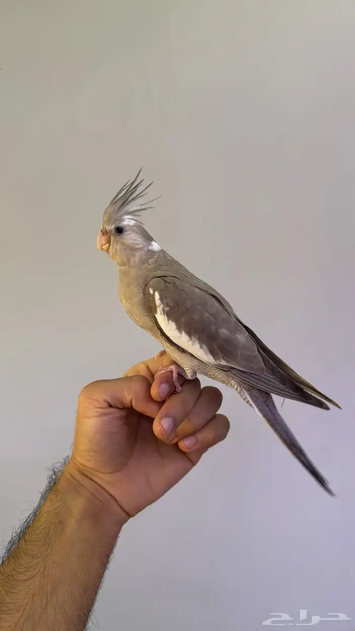 كروان اليف 1