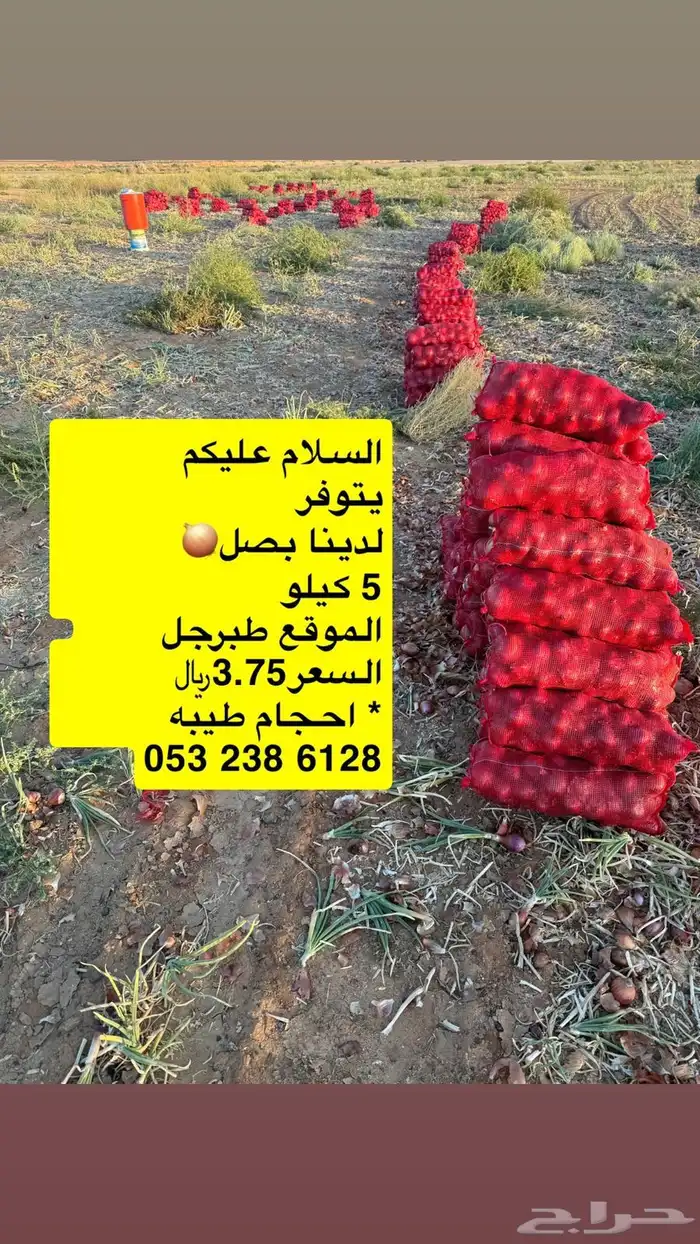 بصل 5 كيلو 3.75 0