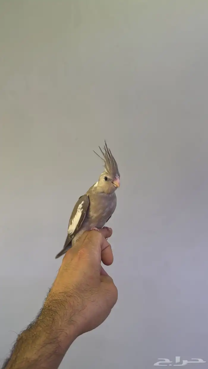 كروان اليف 3