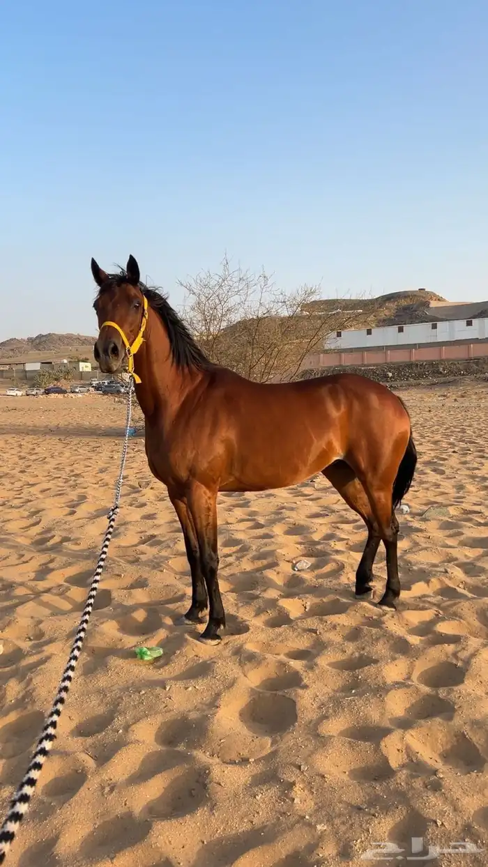 فرس لقاح 1