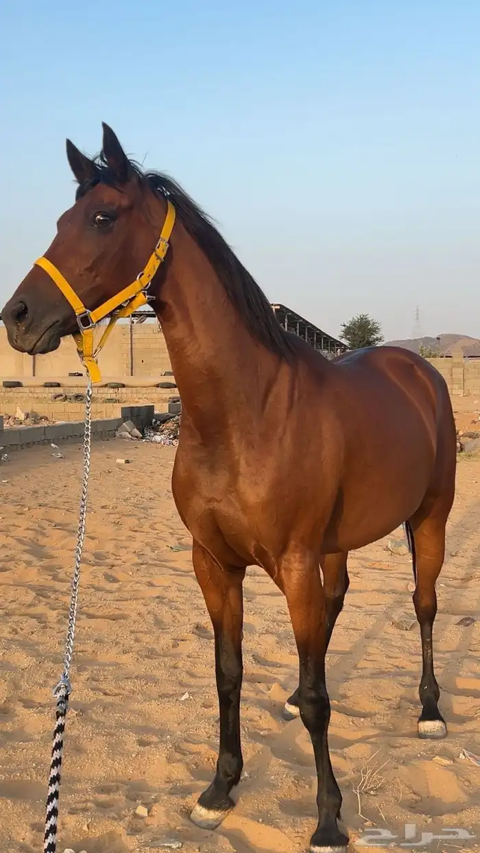 فرس لقاح 3