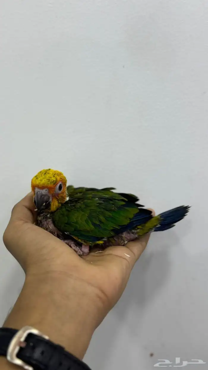 فرخ صن كنيور 0