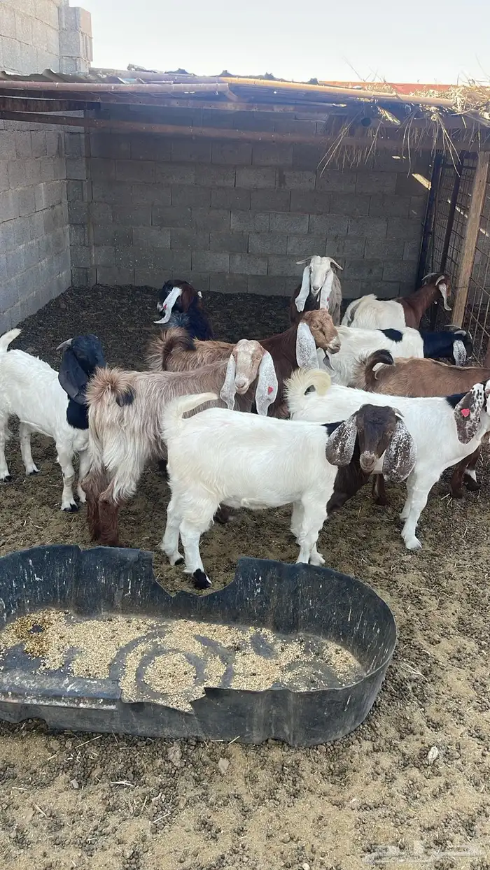 للبيع تيوس 2