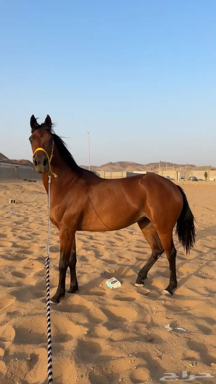 فرس لقاح 0