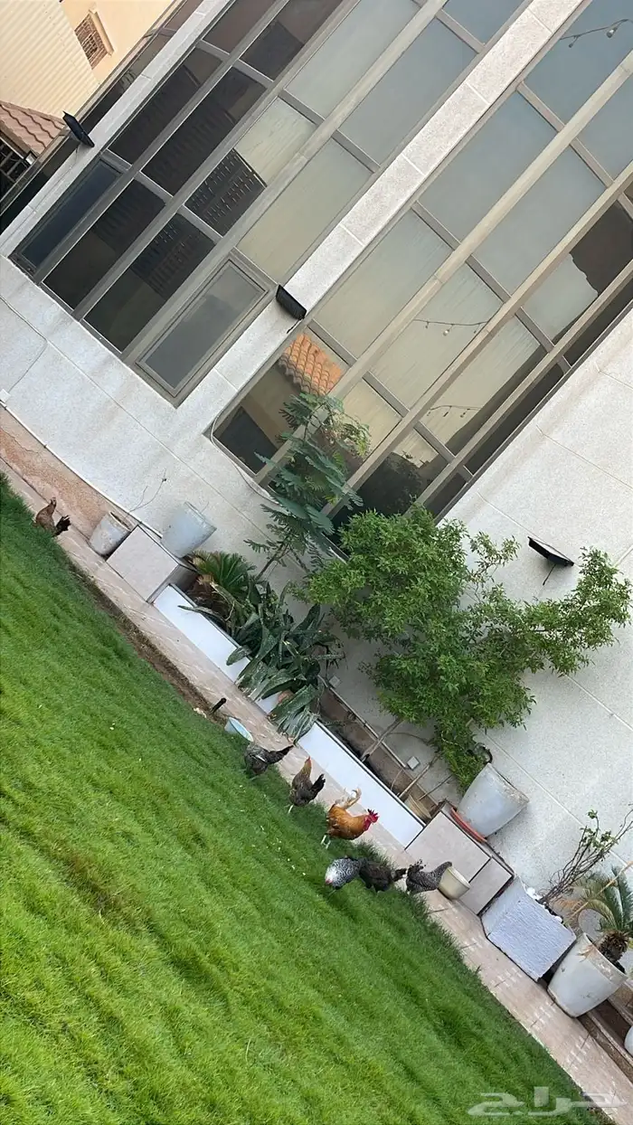 دجاج للبيع 0