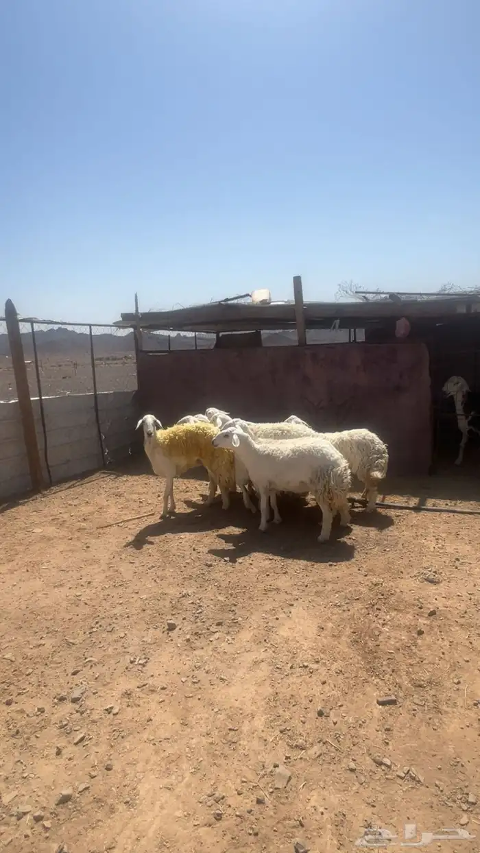 رخال حرش صنف تم البيع 1