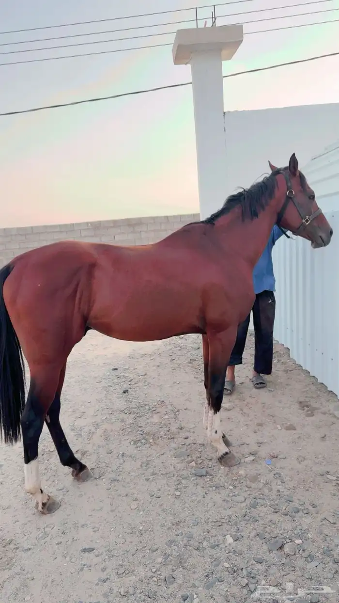 حصان عربي سرعه 5