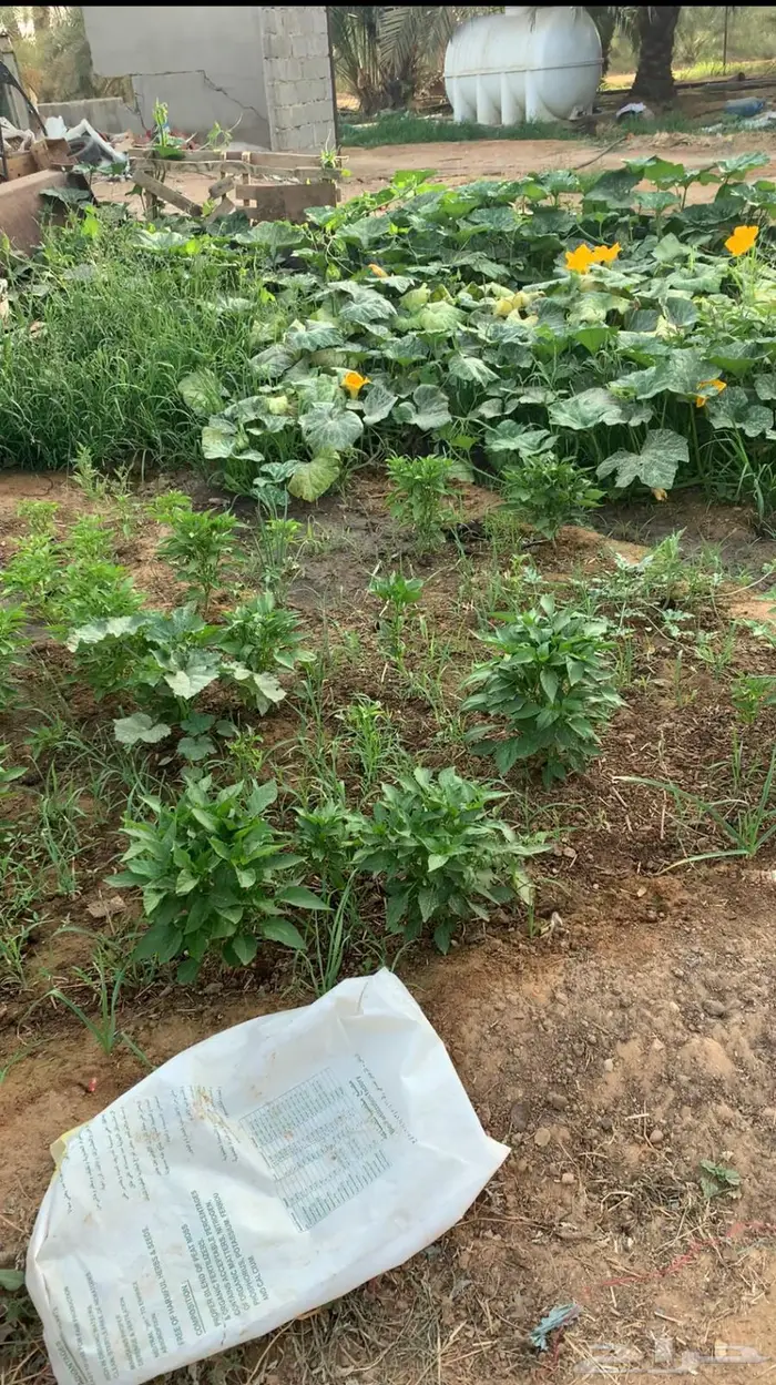 مطلوب مزرعة صغيرة للايجار الماء حلو 0