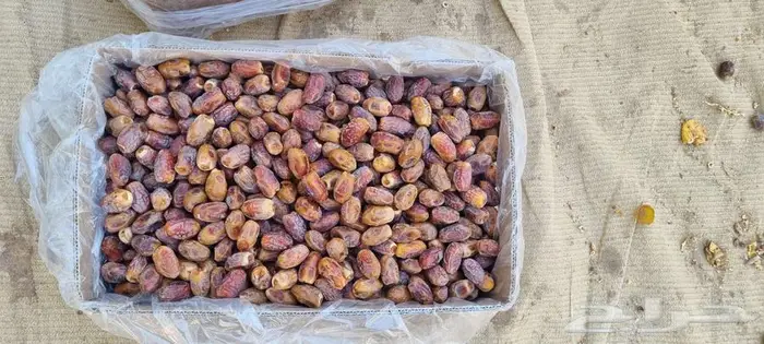 تمر منيفي ونبوت سيف 0