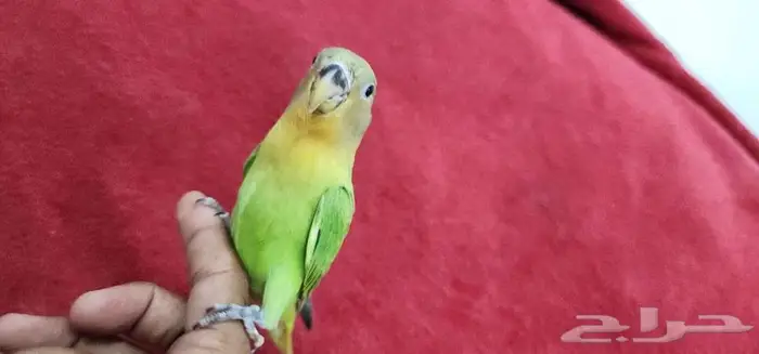 روز اليف وهدد مع الصغير والكبير 0